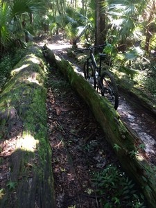 Hollow Log at Soldiers Creek